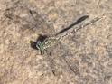 Austrogomphus guerini (Yellow-striped Hunter) male-4.jpg